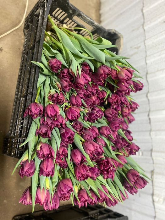 Тюльпаны оптом |8 марта |от 360 тенге