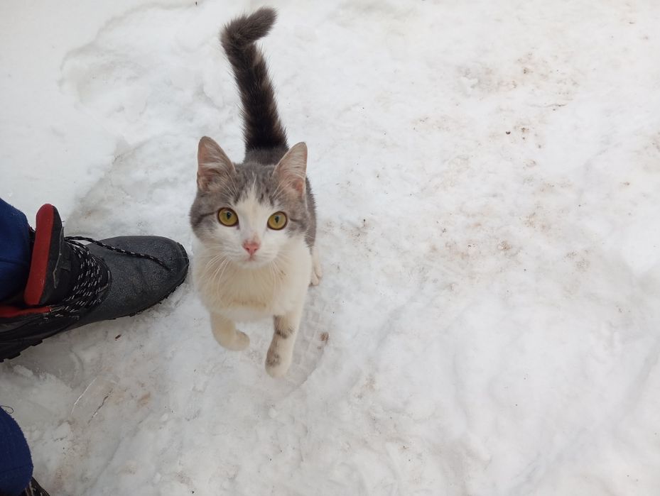 Отдам котенка милый