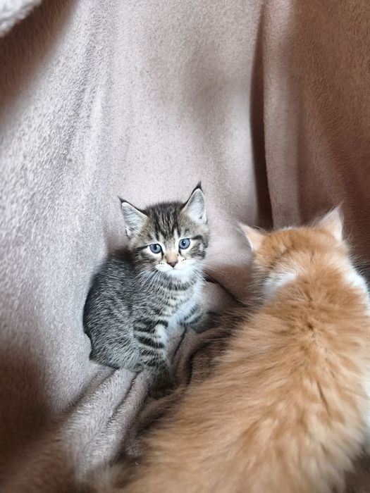 Отдаю котят в добрые руки