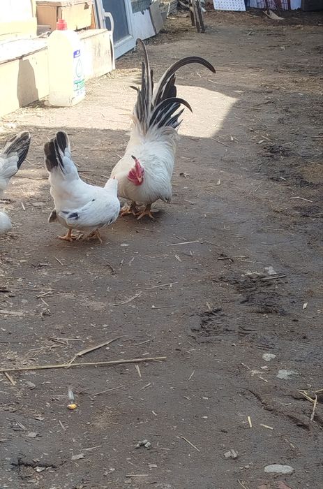 Шабо продам 1+2 несутся