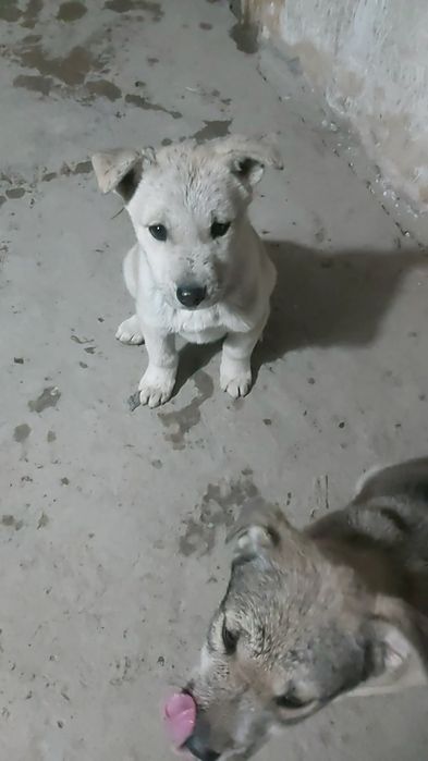 Щенки, помесь хаски