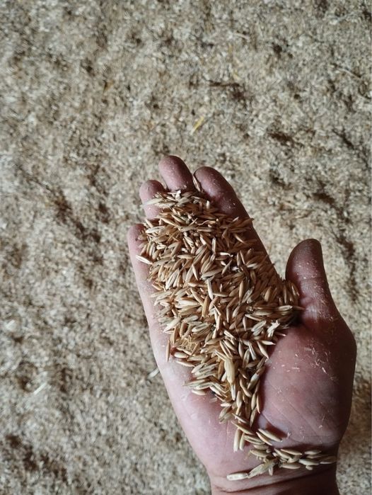 Зерно всех видов ОПТОМ