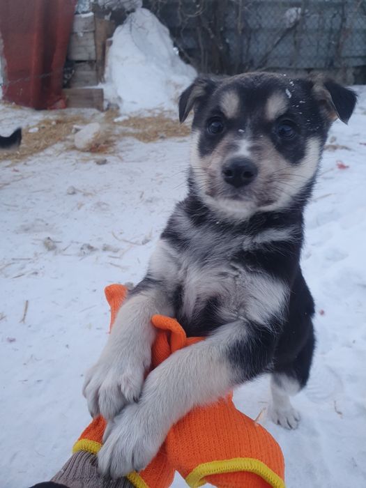 Щенят в добрые руки