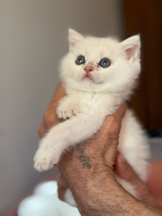 Котята породы шотланской шиншилы