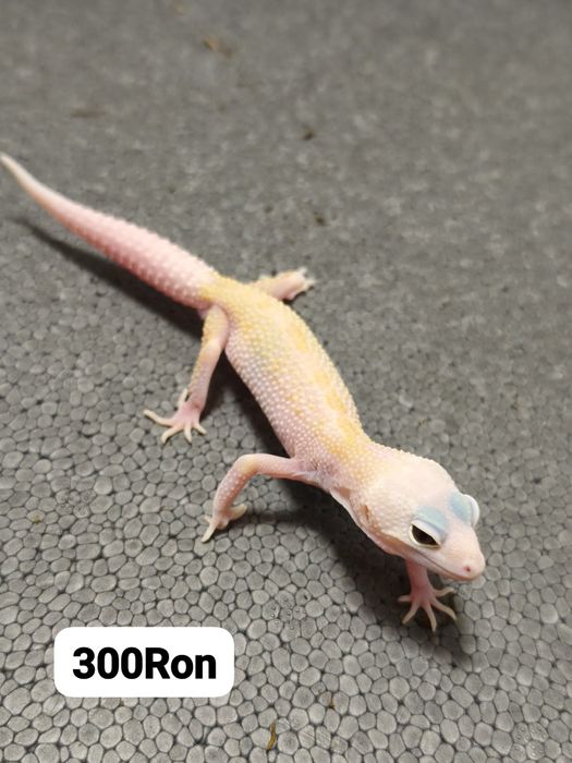 Soparla Gecko Leopard