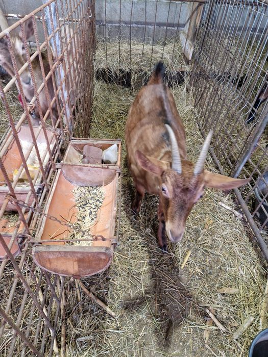 Iada Alpin Francez (pentru taiat)