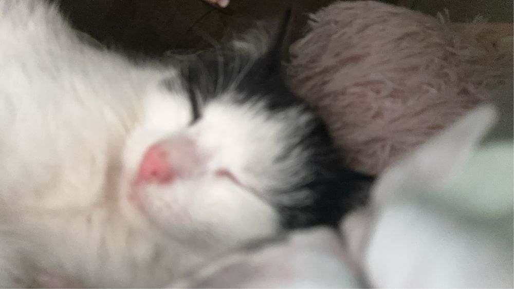 Dau 2 pisicute spre adoptie, din pacate nu mai am unde sa le țin