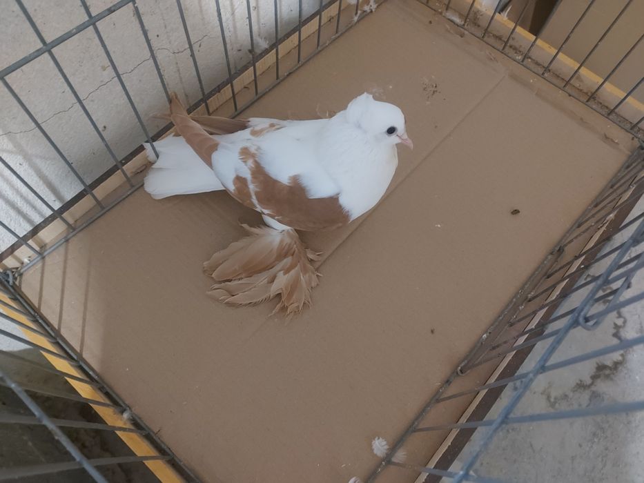 продавам саксонски чайки