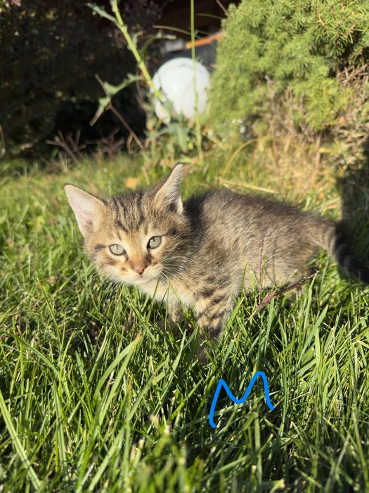 Котята от кошки крысыловки