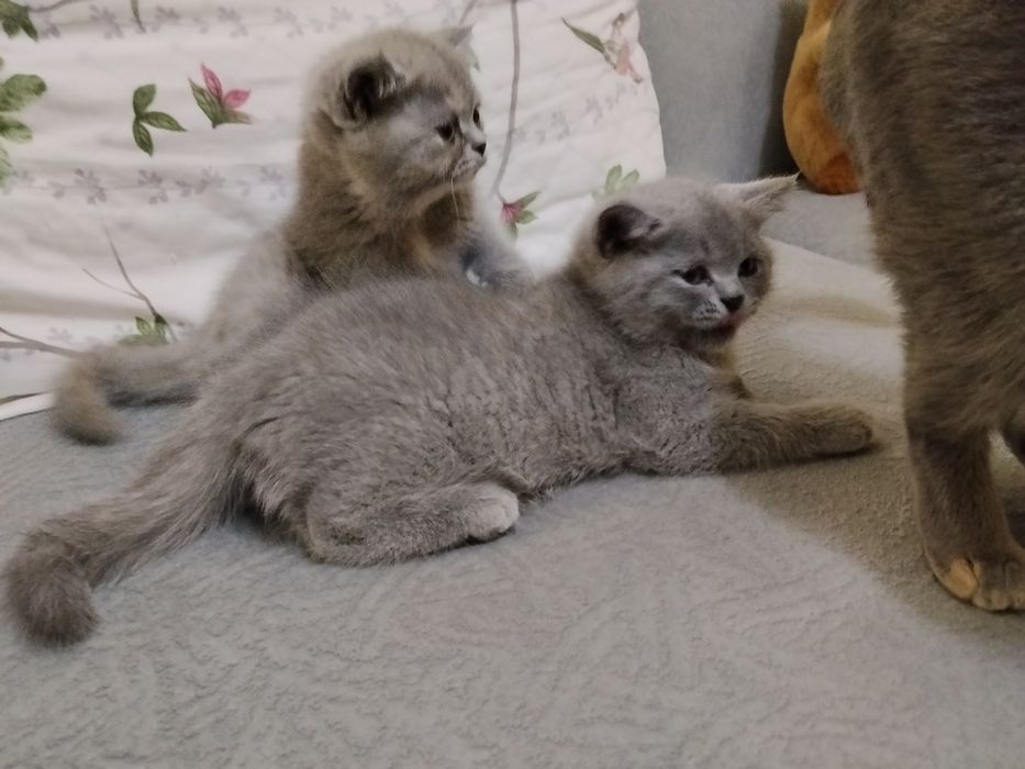 Сладкие, Британские котята, 2 месяца, домашние, приучены к лотку.