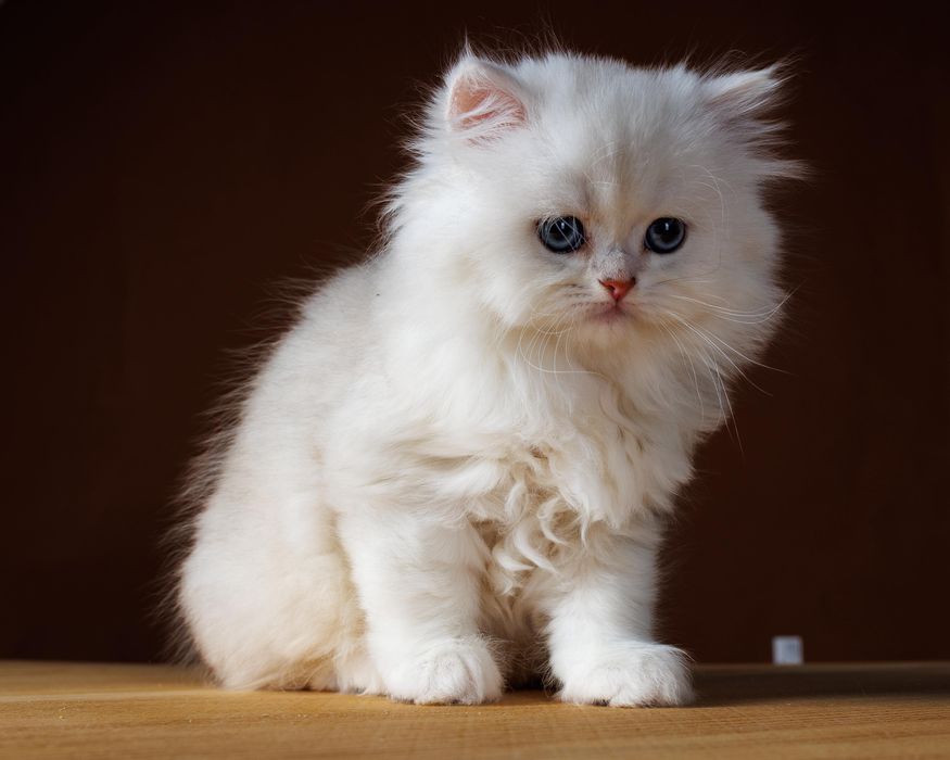 Длиношерстные серебро котята