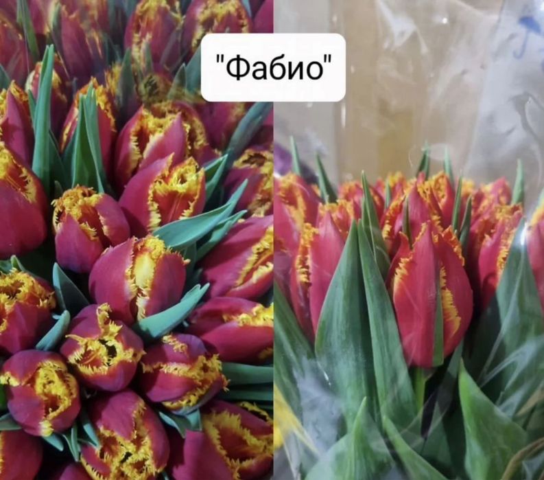 Цветы тюльпаны Астана правый берег