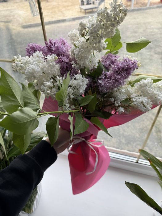 сирень цветы белые,фиолетовые