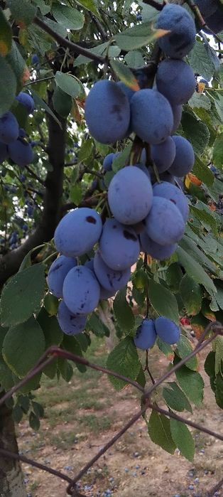 Prune Bio de gradina diverse soiuri