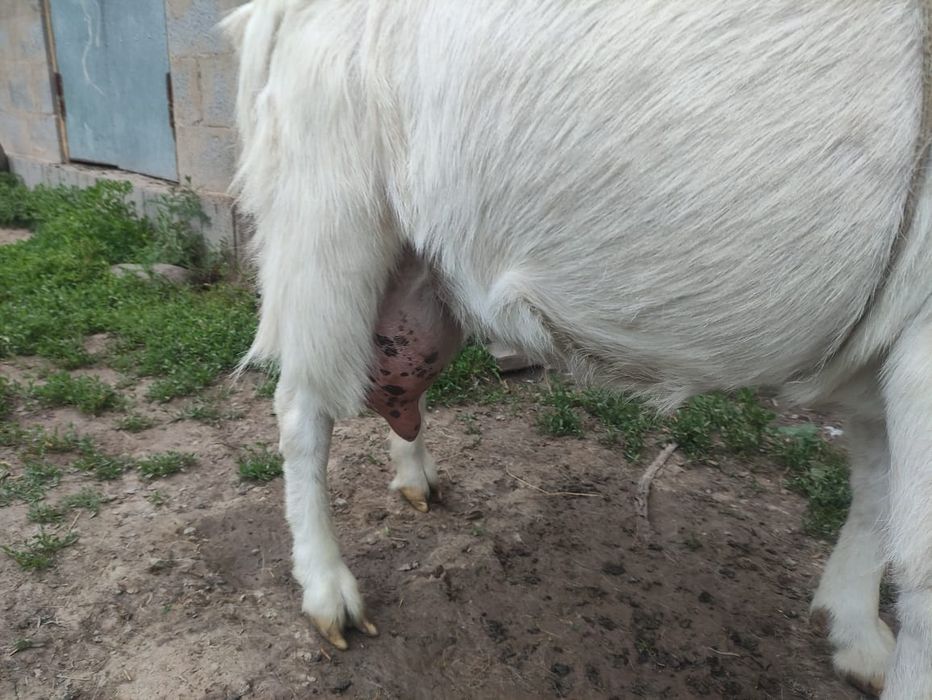 Сүтті ешкі 3жасар