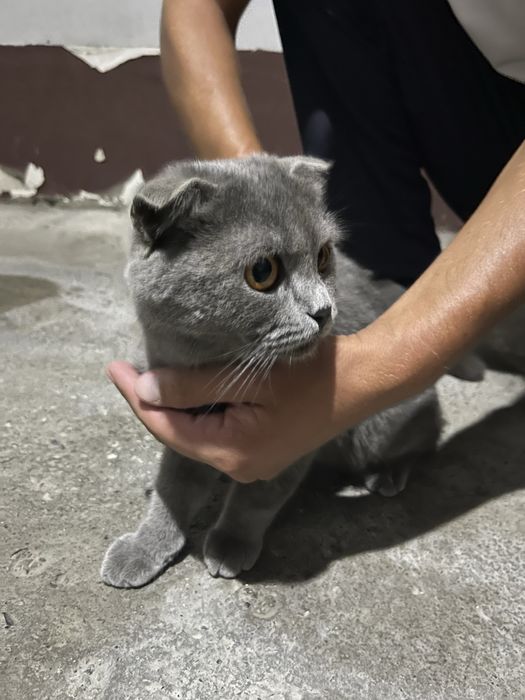Продаю пародистую кошку