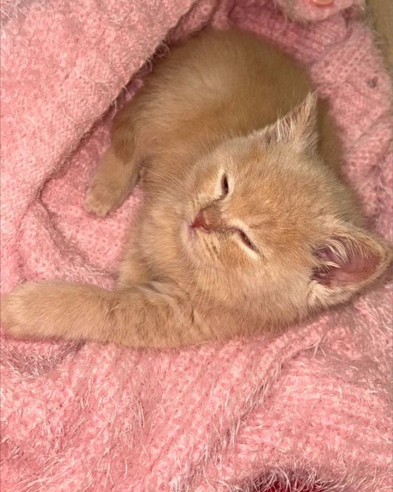 Mushuk 1 oyli rangi sariq