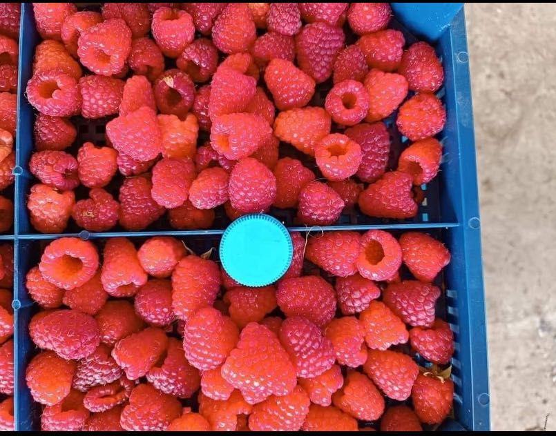 Продавм расът корени. От ягоди и малини