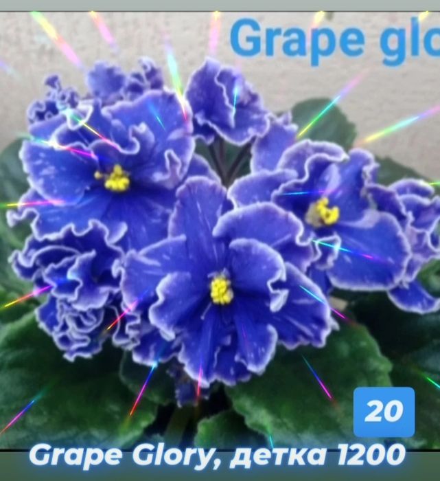 Сортовые фиалки разные