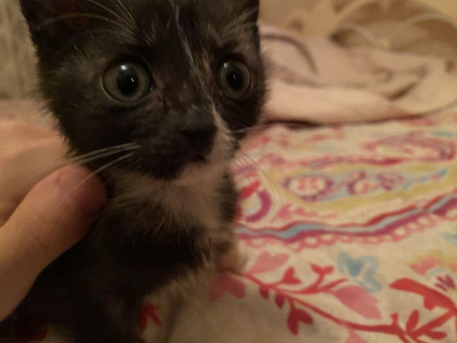 котенок в добрые руки