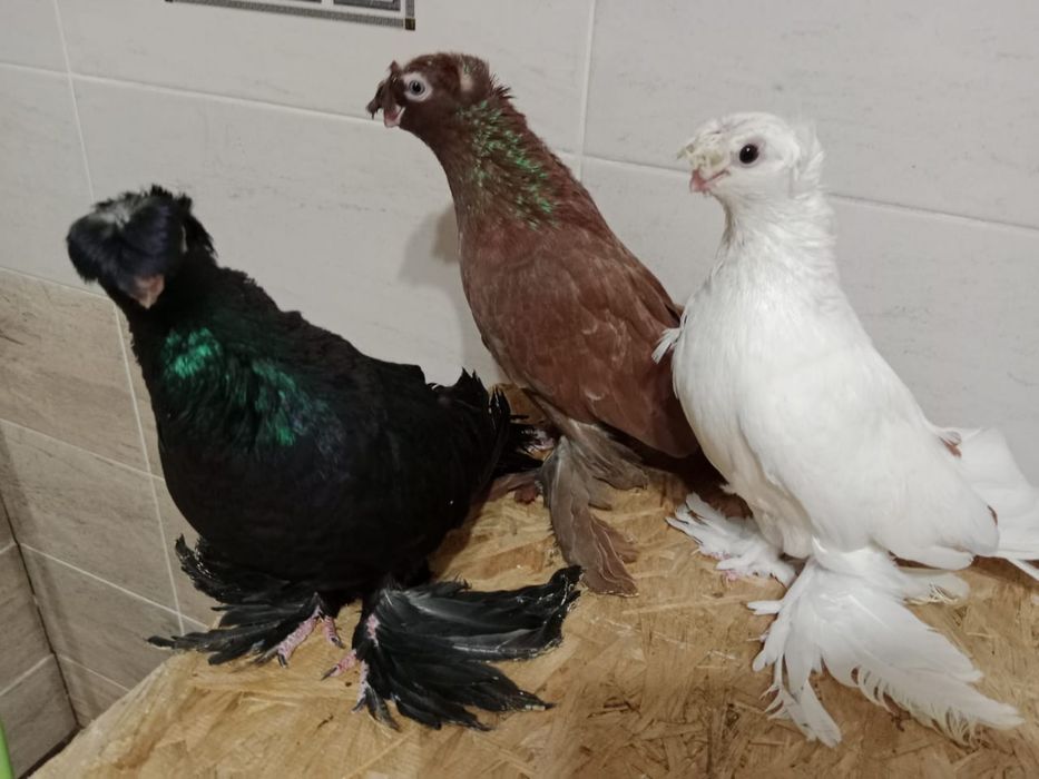 Продам    голубей