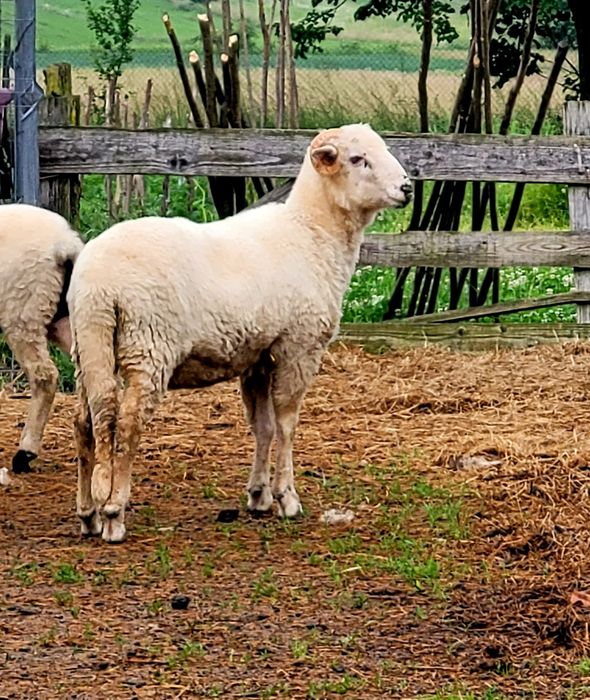 Mieluță bâlă de vânzare