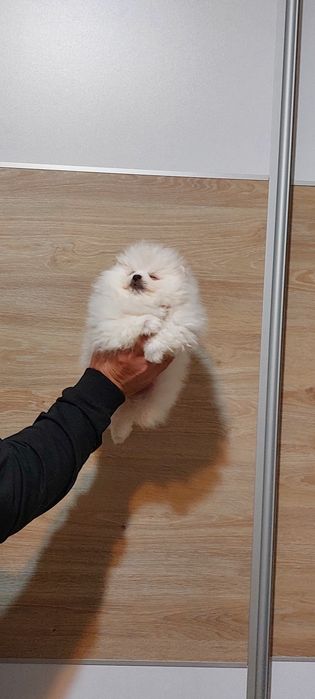 Pomeranian pui femelă, talie mică