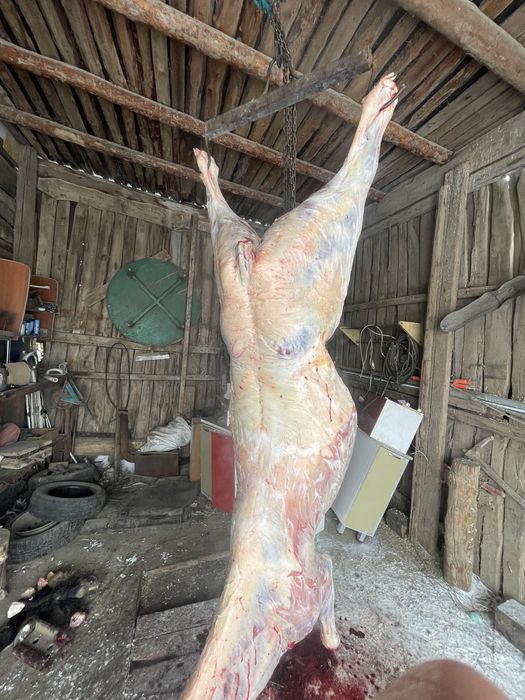 Семыз байтал кунандар