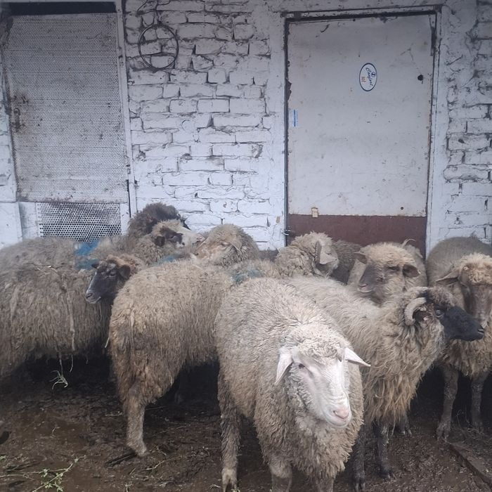 Vând 9 cârlani preț 17 lei kg