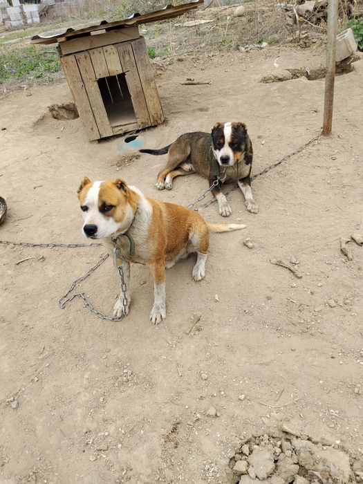 Стаффы ищет жён на случку