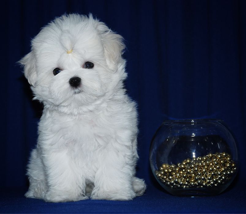 Мальтезе щенки мини