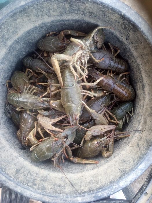 Раки. С доставкой по городу