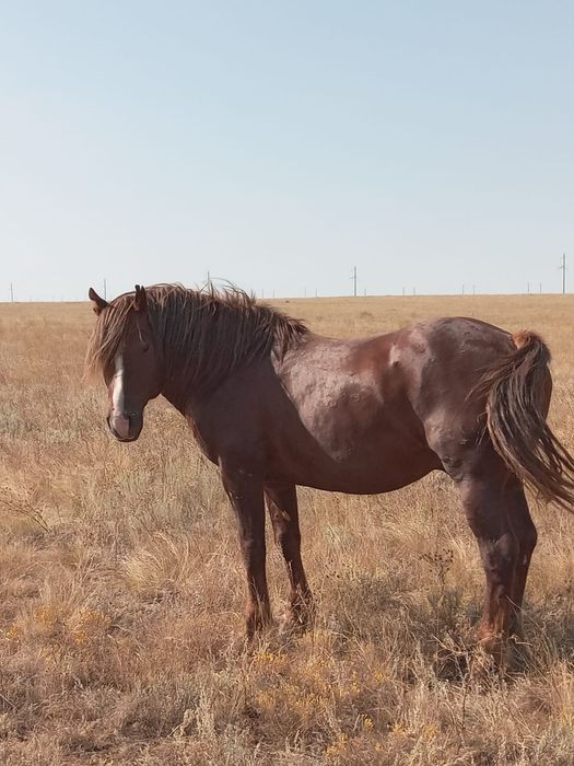 Полутяж айгыр сатылады