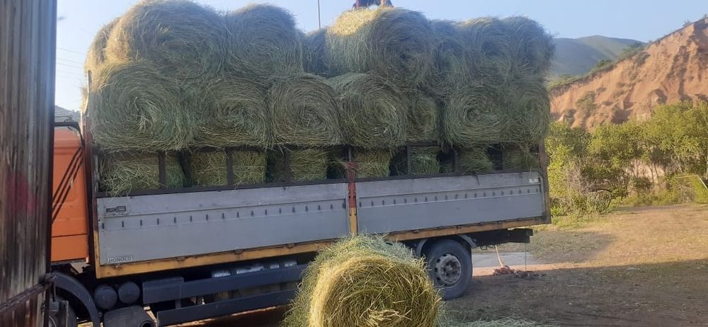 Сено сено шоп сатамын урлон щоп табиги шоп сатамын