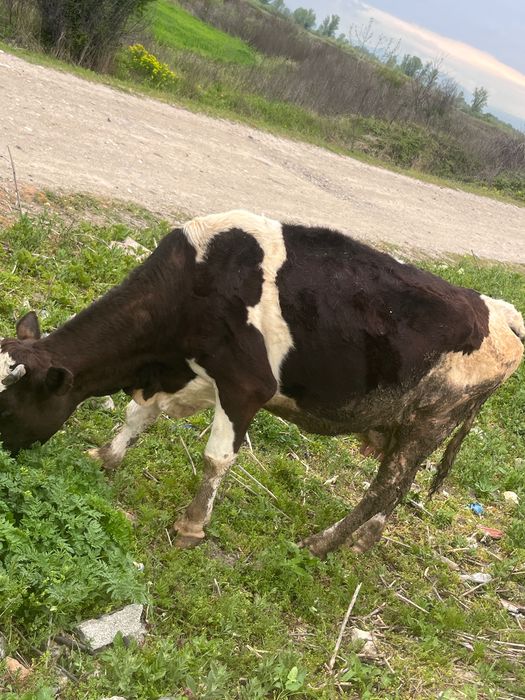 Продавам  крава