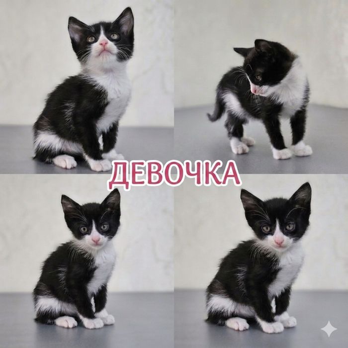 Котята в поисках дома ,  Ташкент !!!