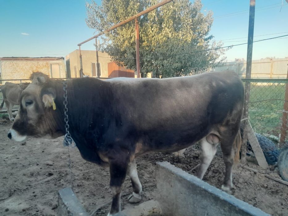 Бука Бык Бык бука