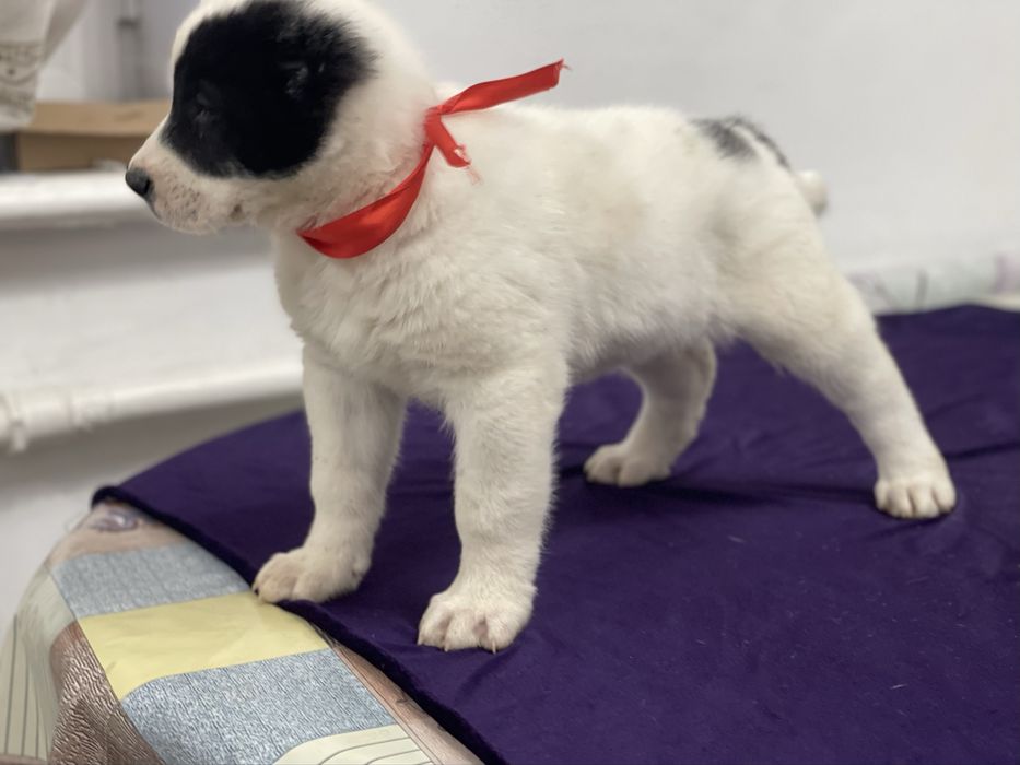 Продам шикарную девочку алабая