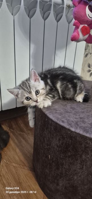 Продаються котики