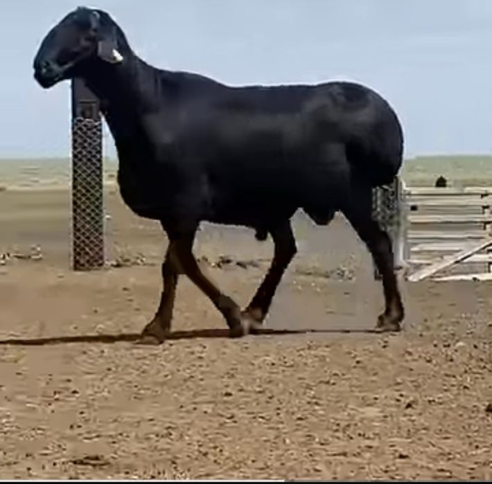 Qoʻy qirqish qoʻy junini olish Mashinkada Mcy 200