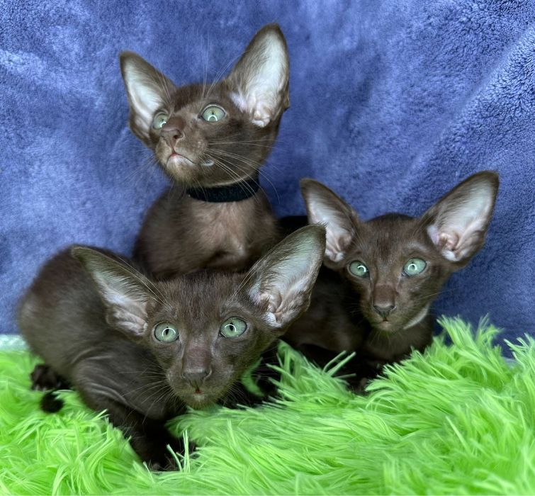 Продажа Ориенталов