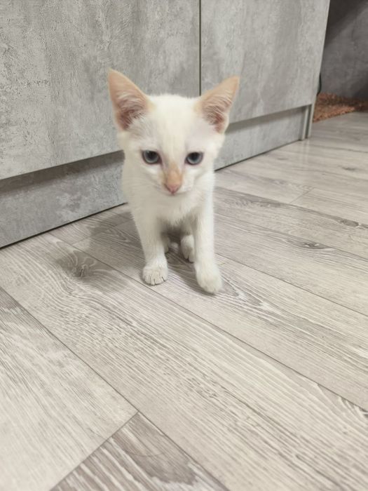 Отдаю котёнка мальчика