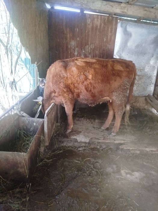 Буаз жуас құнажын