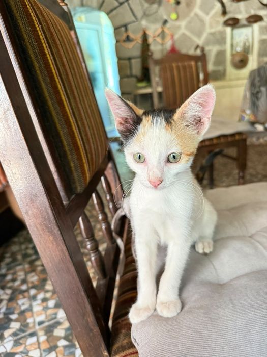 котенца от Созопол