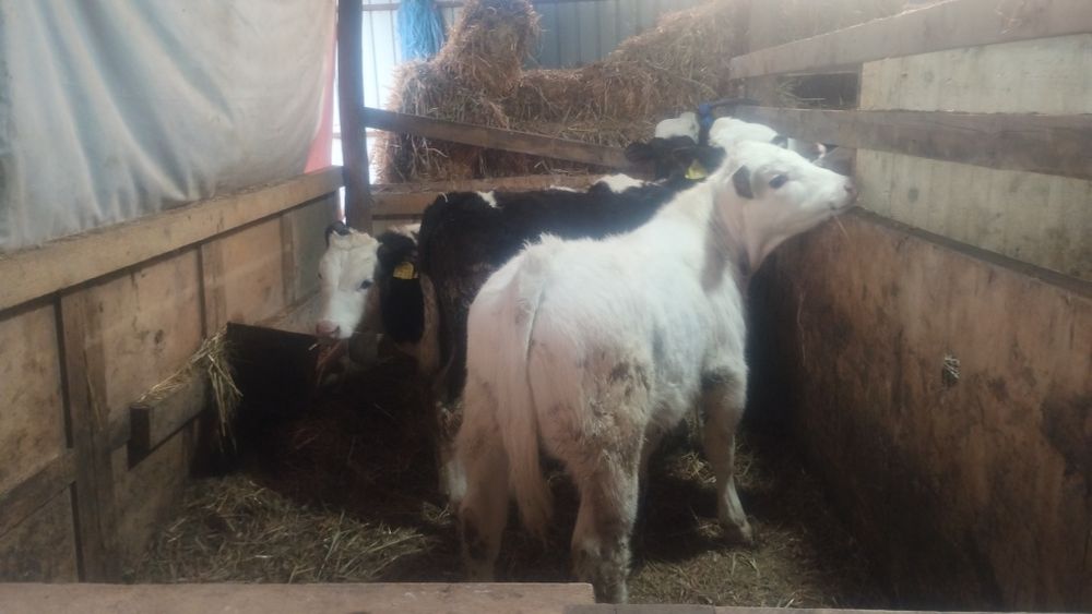 De vânzare 3 vitei și o vițea