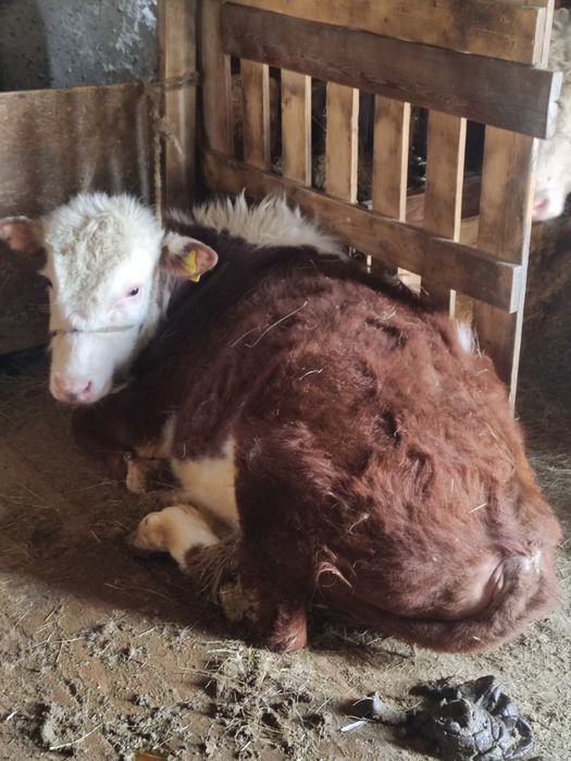 20 Бұқа сатылады откормдегі