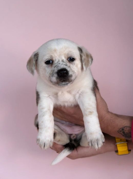 Щенки в добрые руки