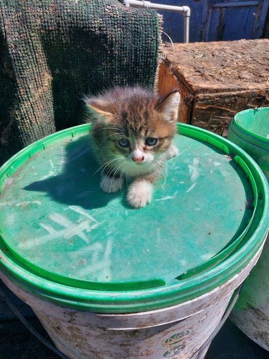 Котята домашние  Находимся возле коммунального рынка