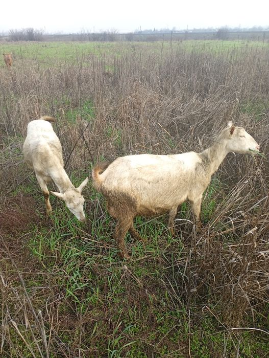 Iezi pentru biberon!