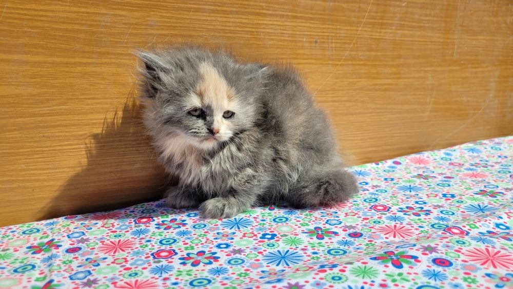 Scottish straight și scottish fold  feite